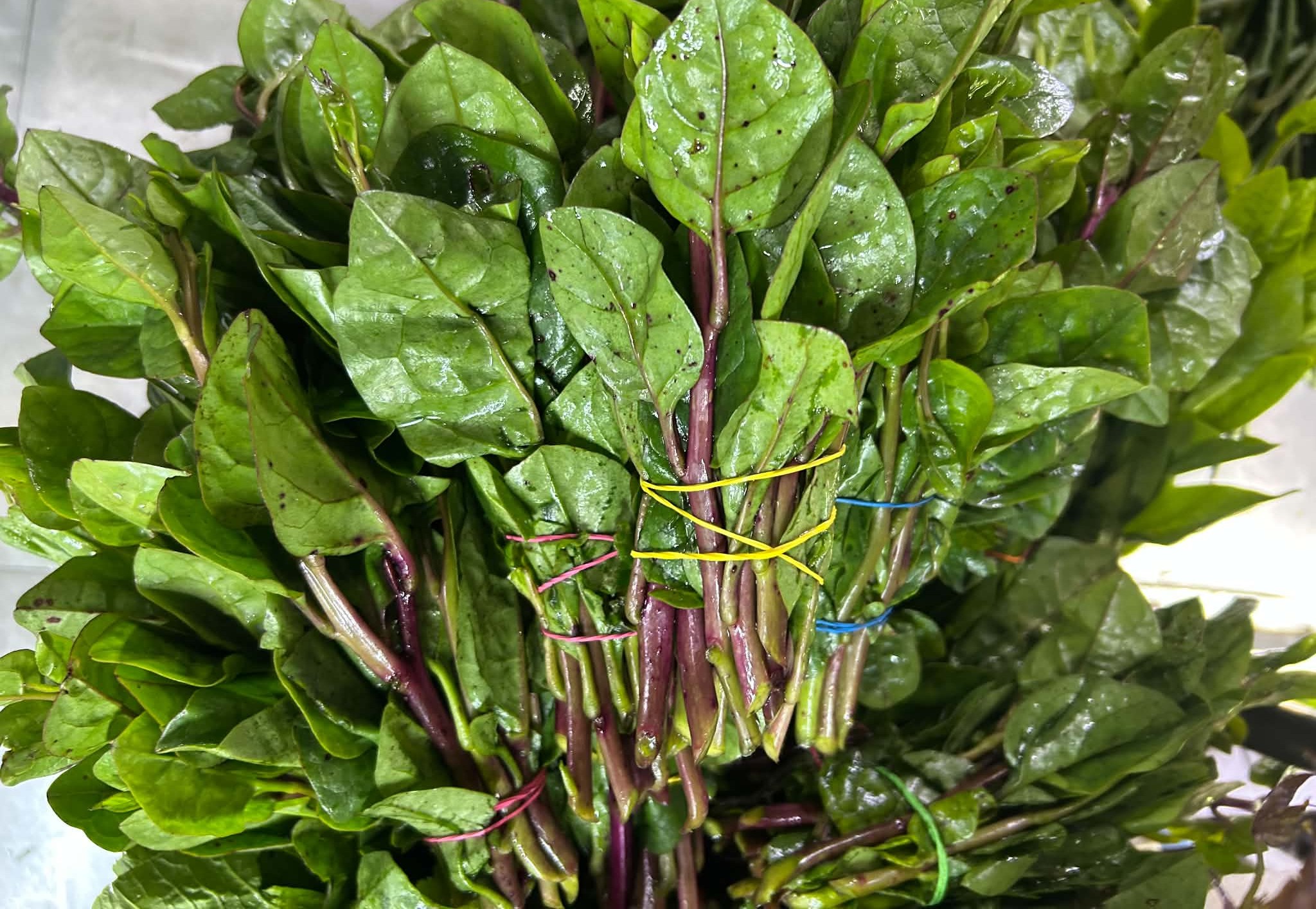 Alugbati