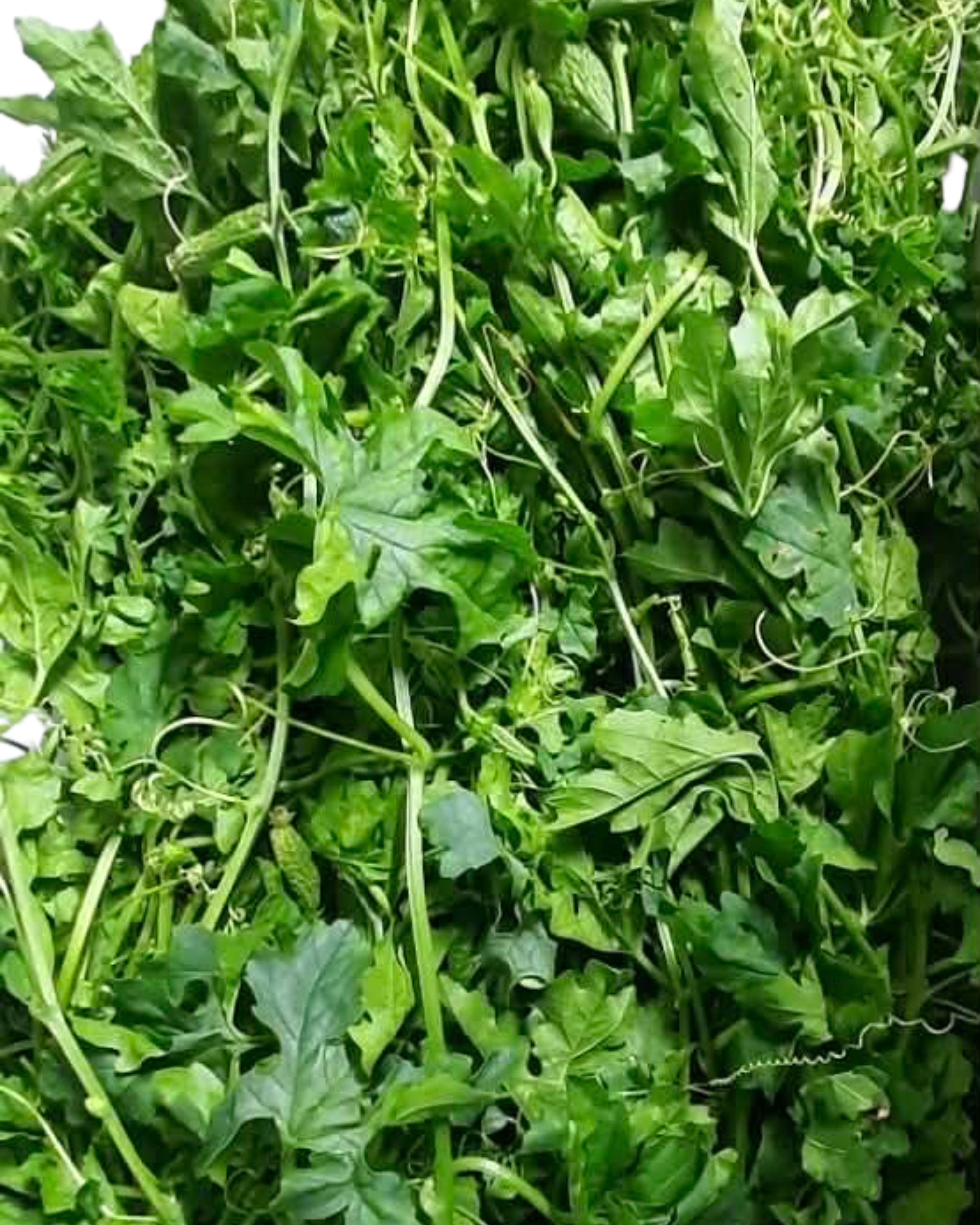 Ampalaya Leaves