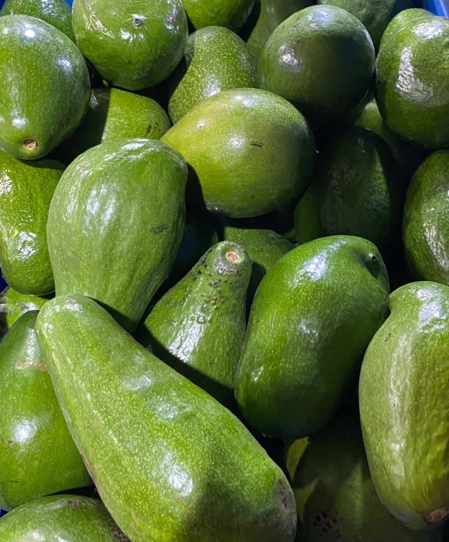 Avocado