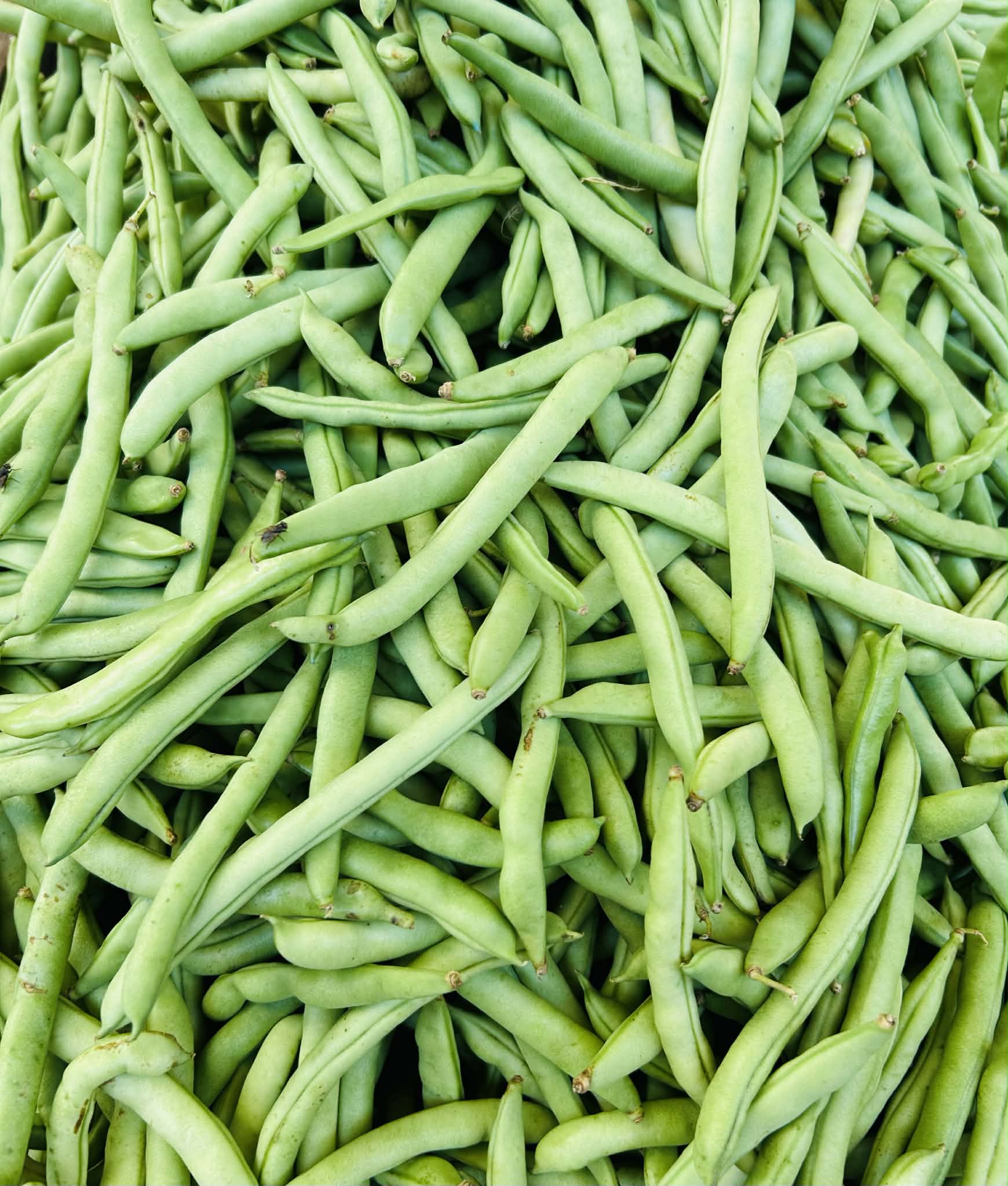 Baguio Beans