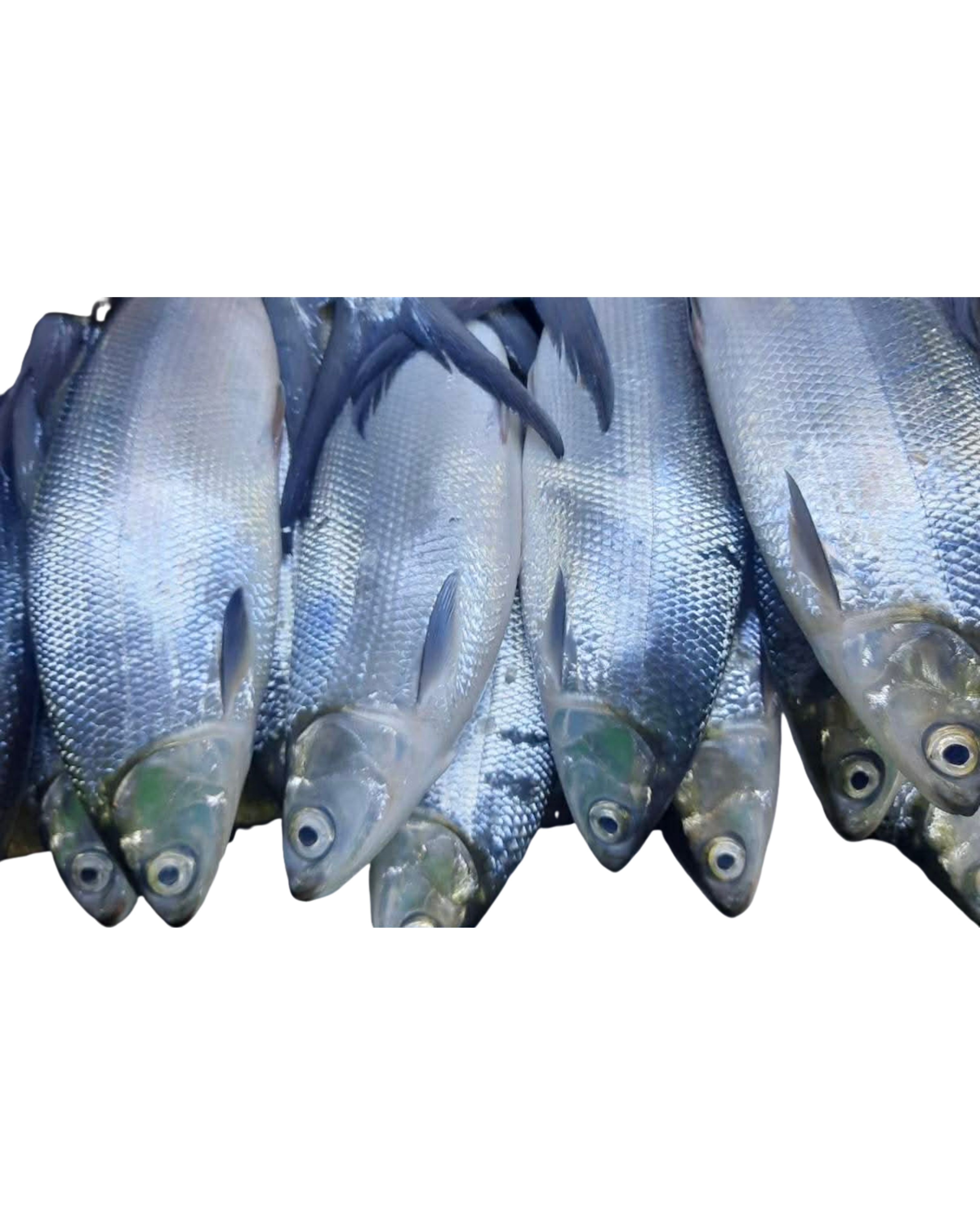 Bangus