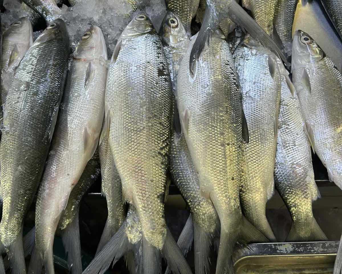 Bangus Dagupan Small