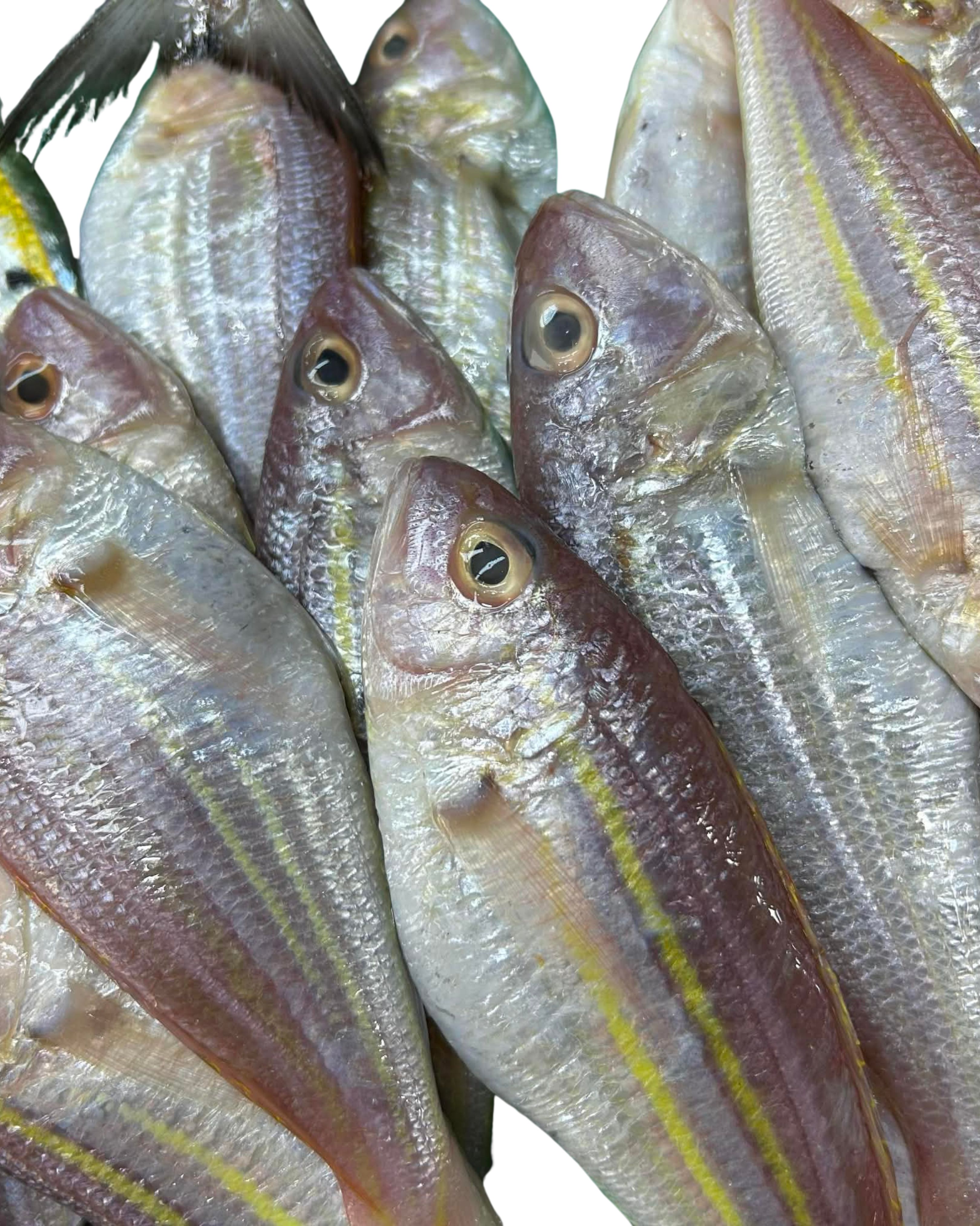 Bisugo