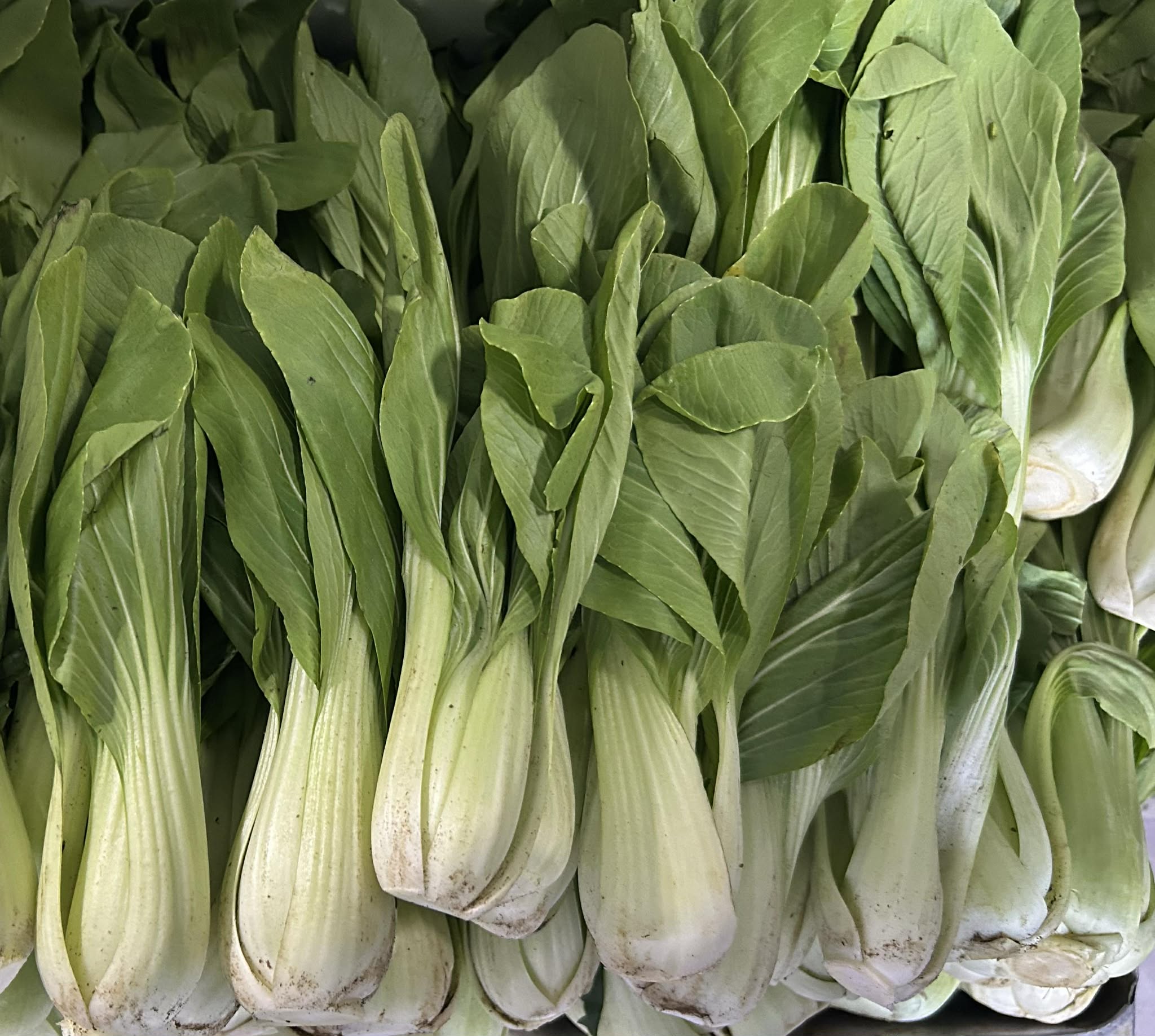 Bok Choy