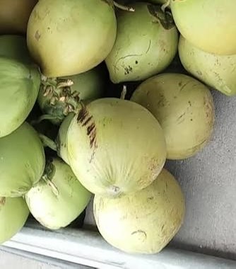 Buko Fresh