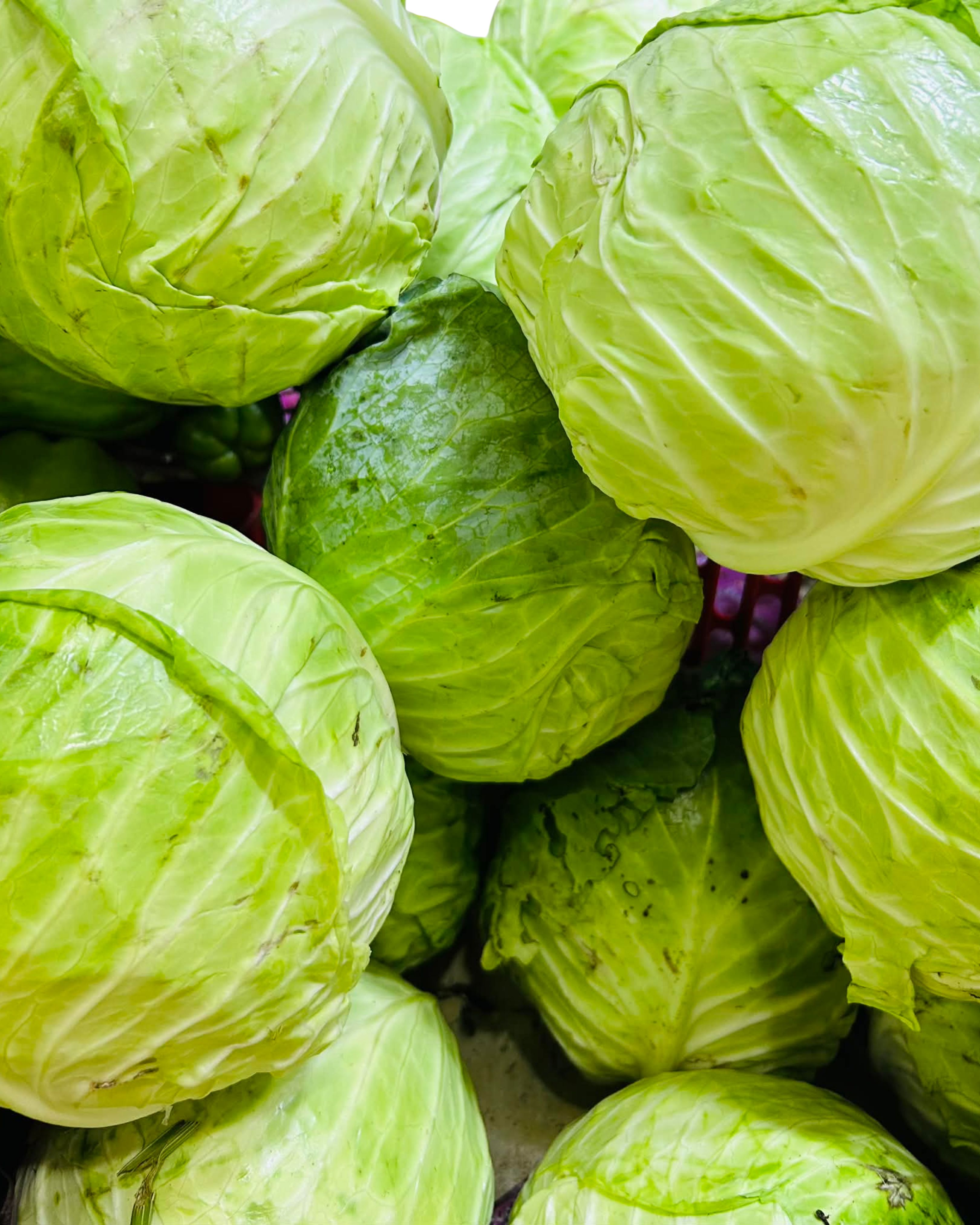 Cabbage