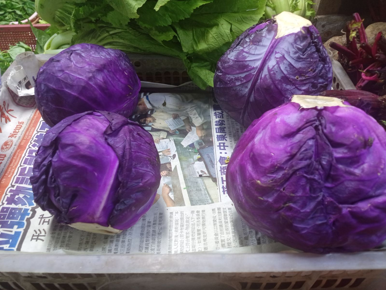 Cabbage Violet