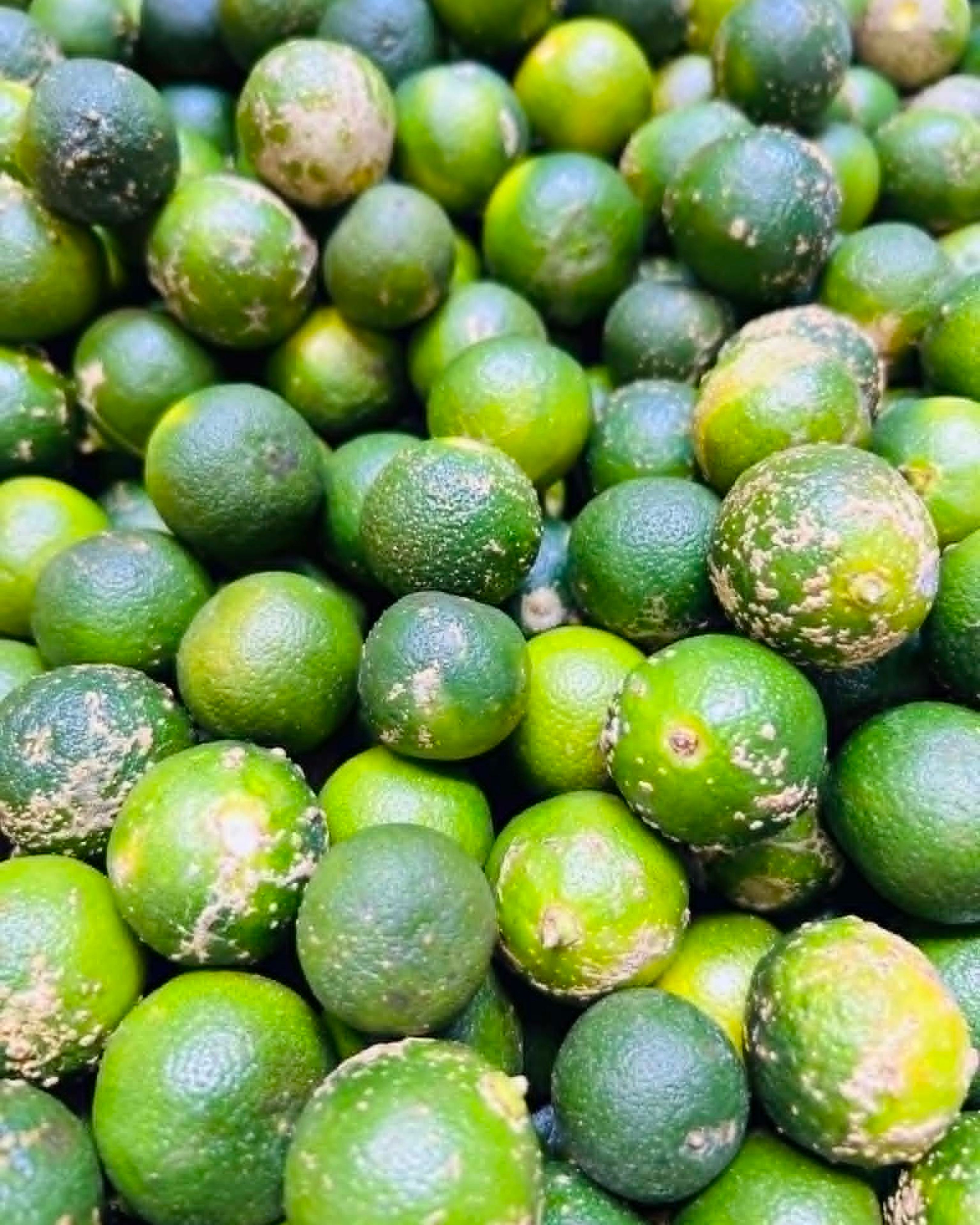 Calamansi