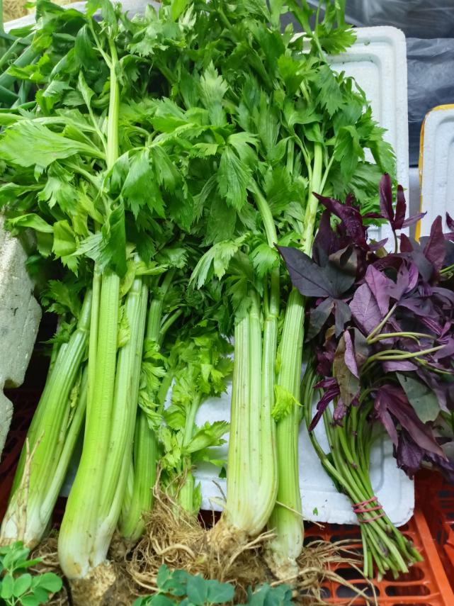 Celery