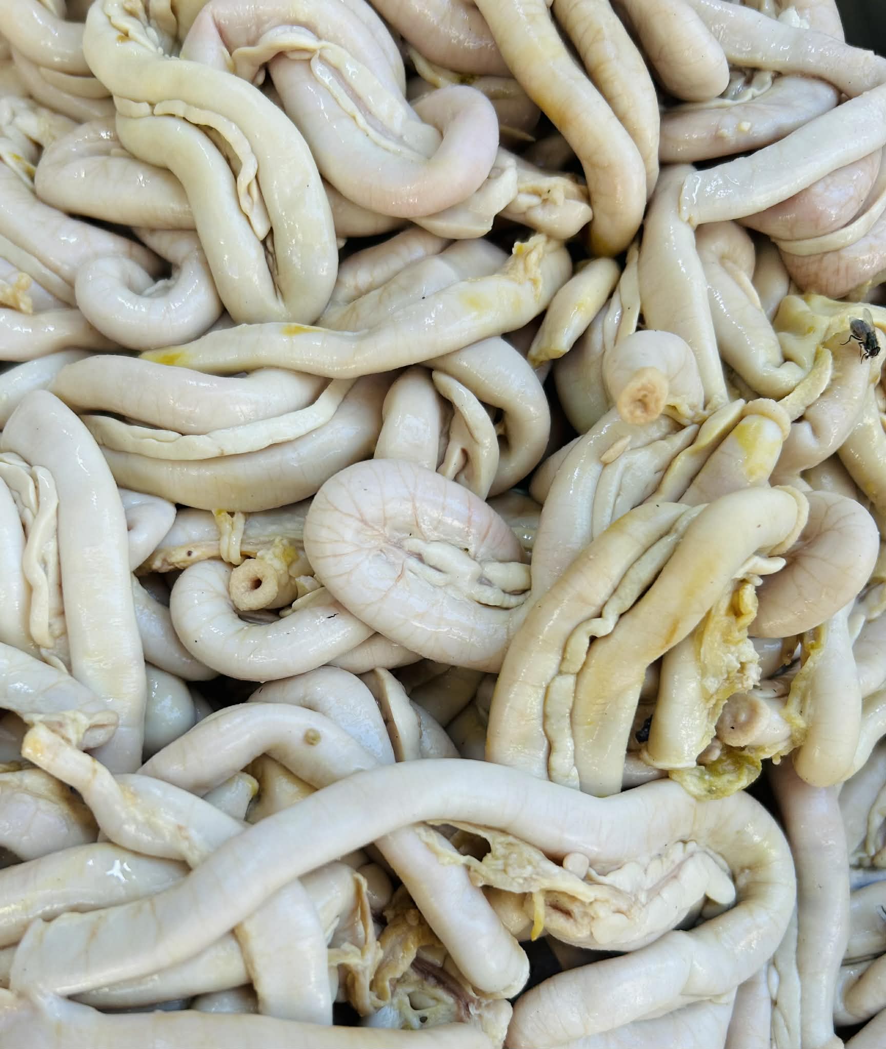 Chicken Intestines