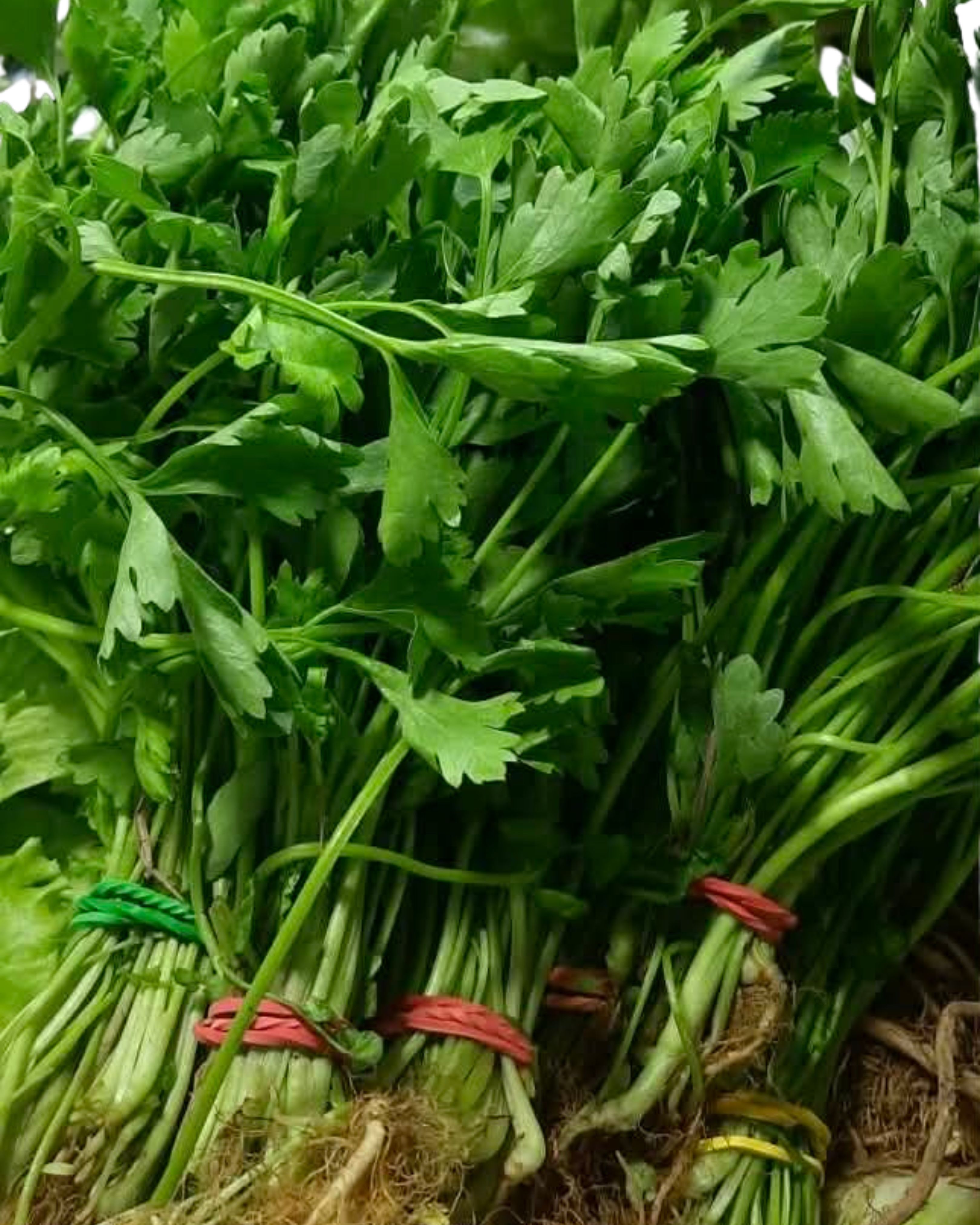 Cilantro