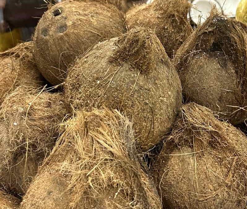 Coconut (niyog)