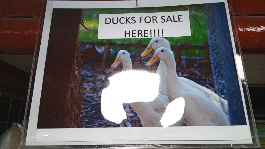 Duck babae