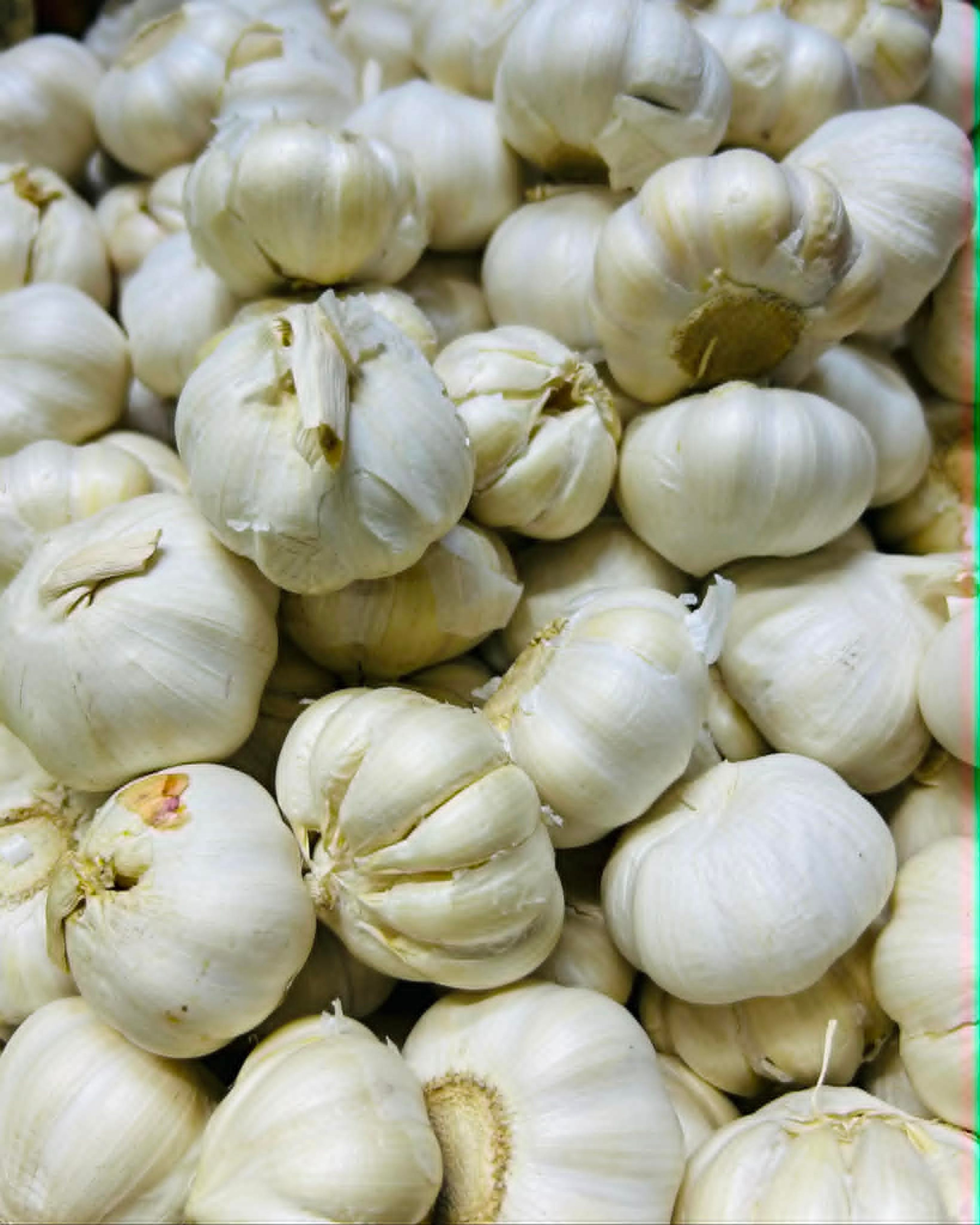 Garlic