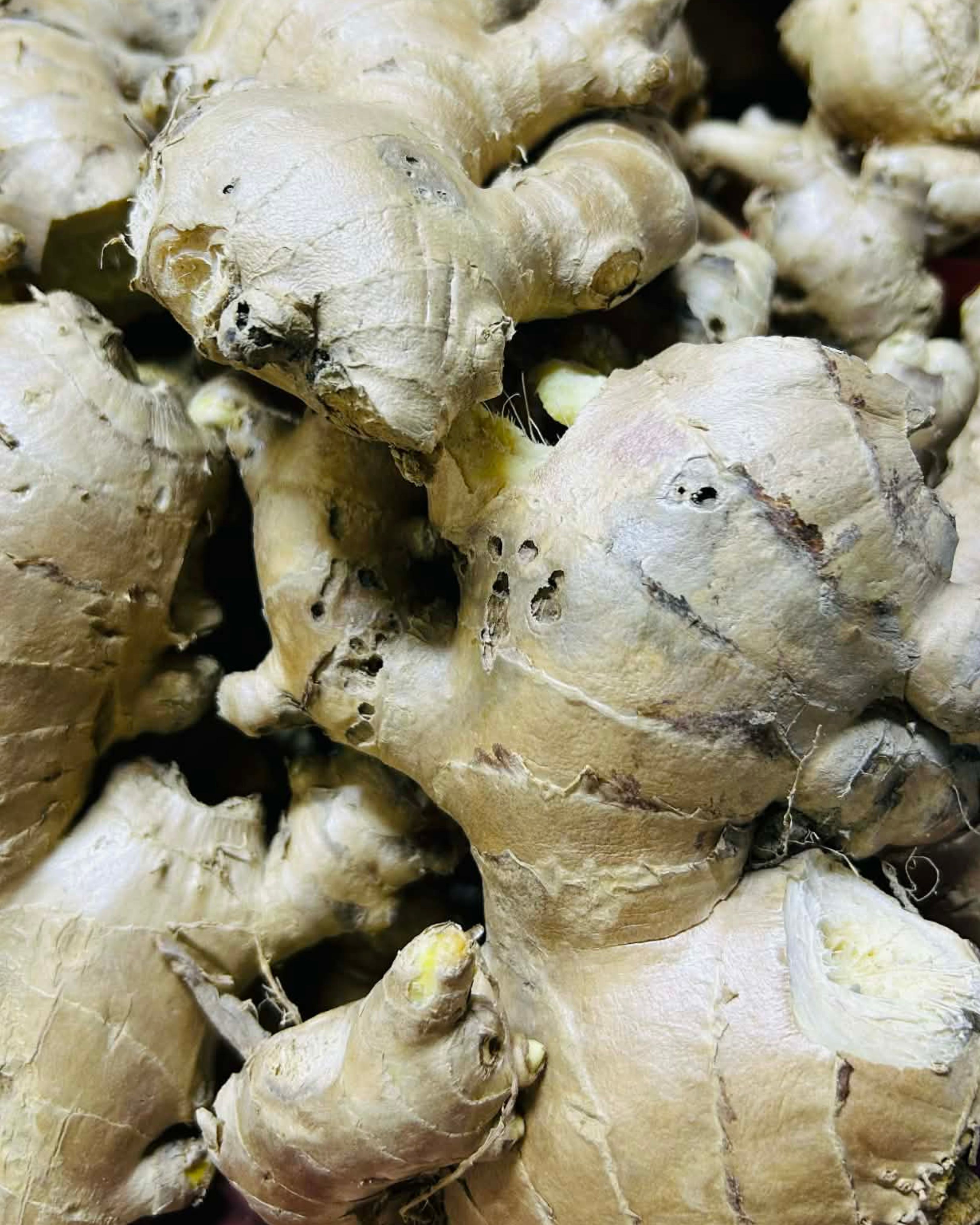 Ginger