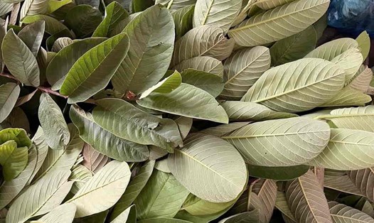 Guava Leaves