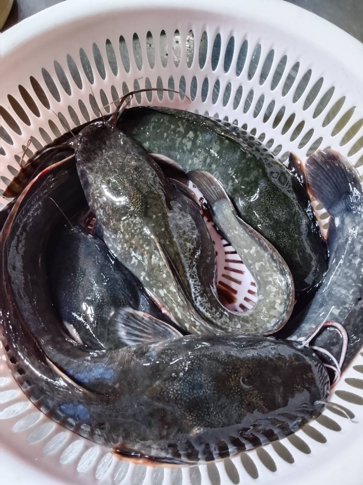 Hito
