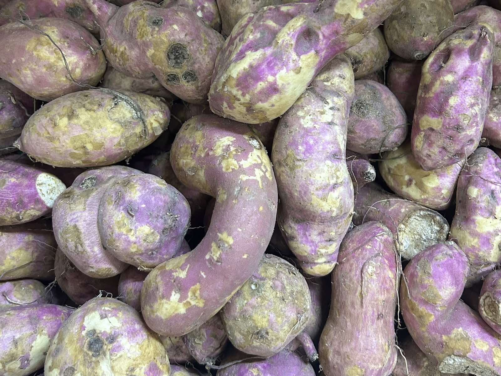 Kamote