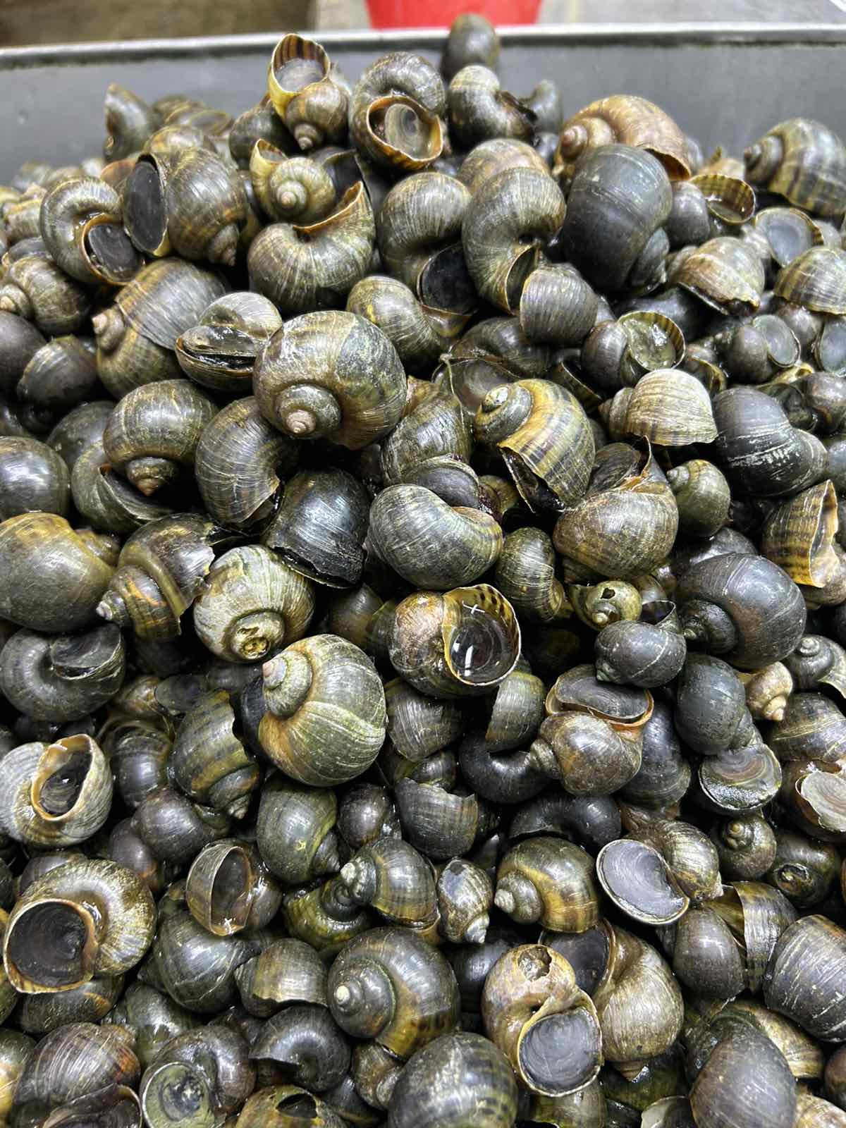 Kuhol