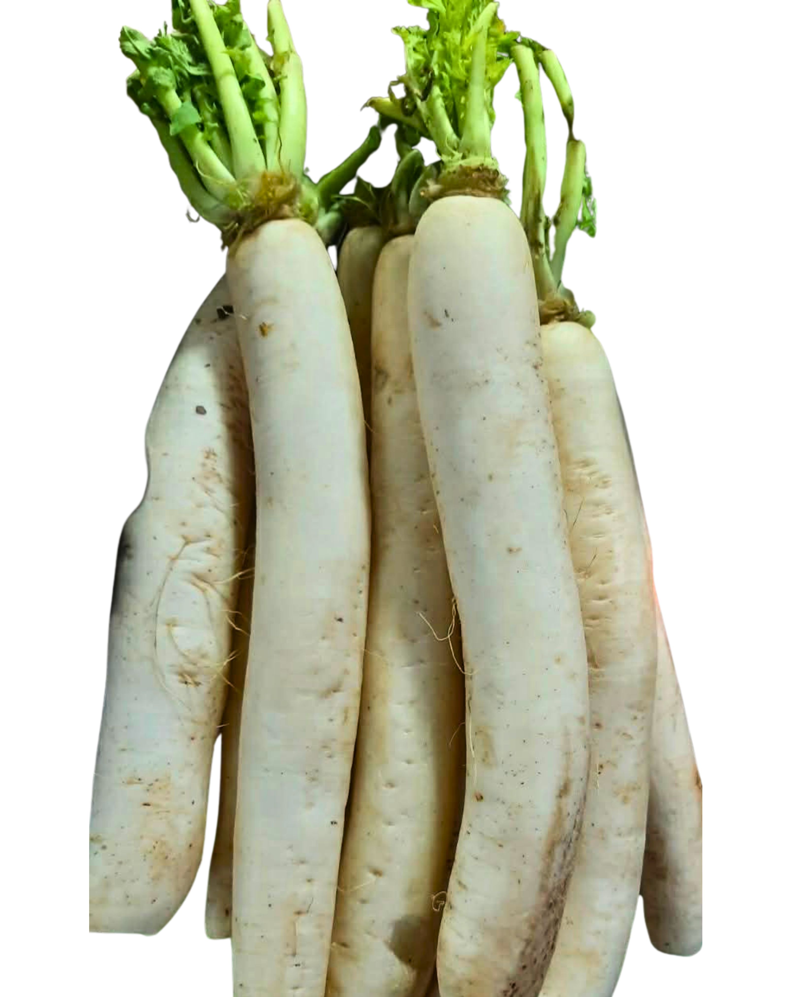 Labanos
