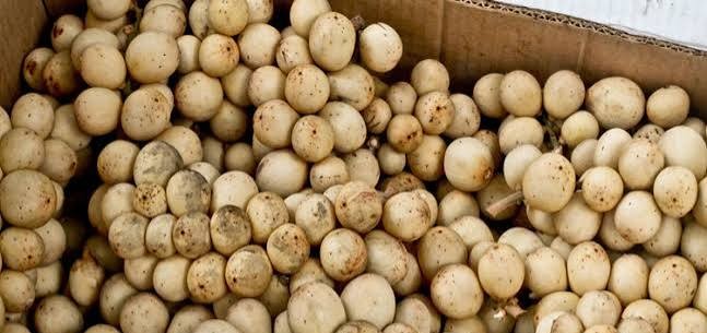 Lanzones