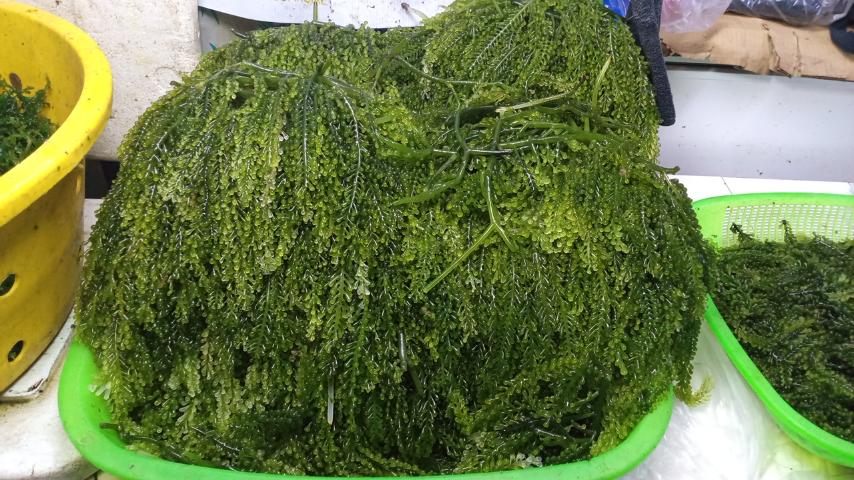 Lato