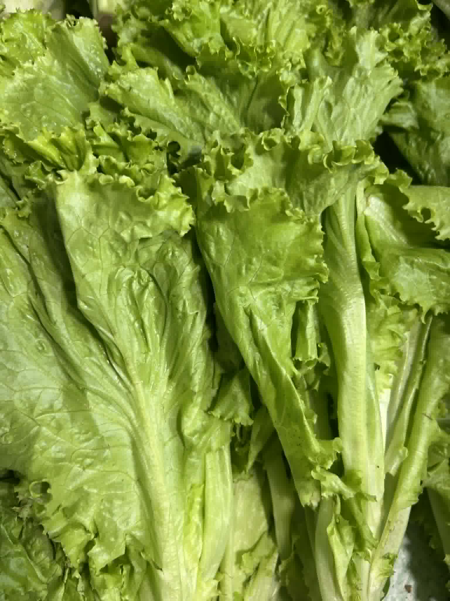 Lettuce