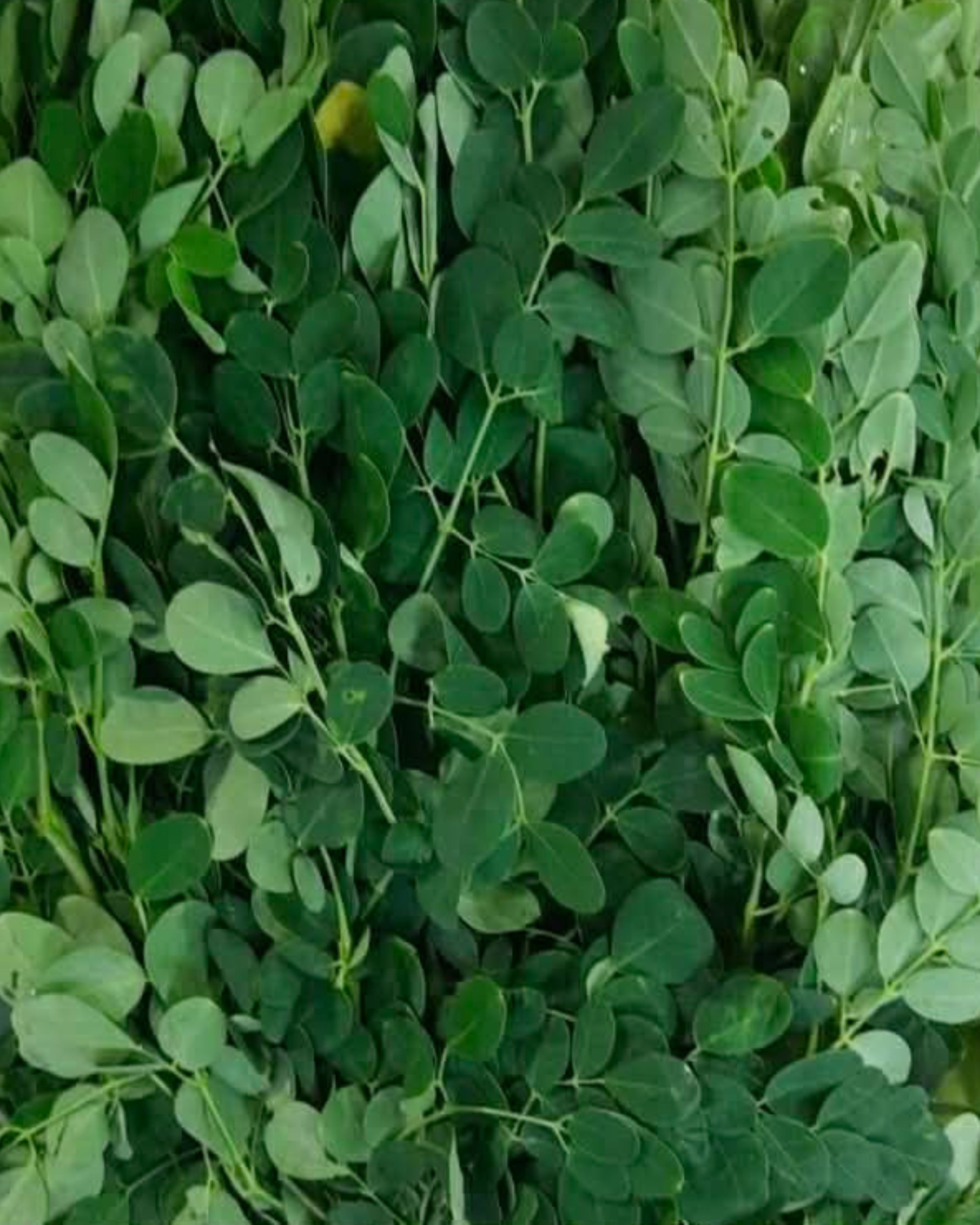 Malunggay Leaves