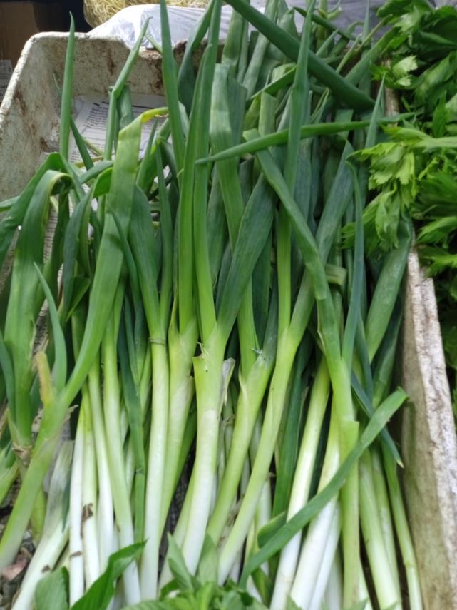 onion Leek