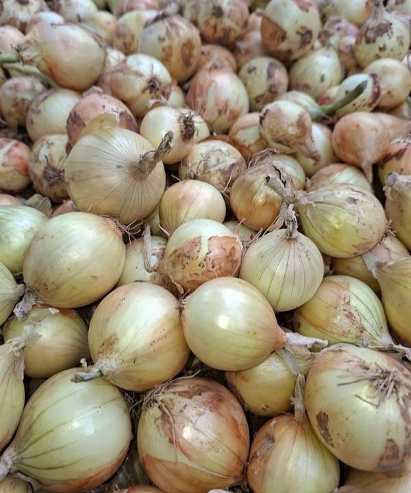Onion White