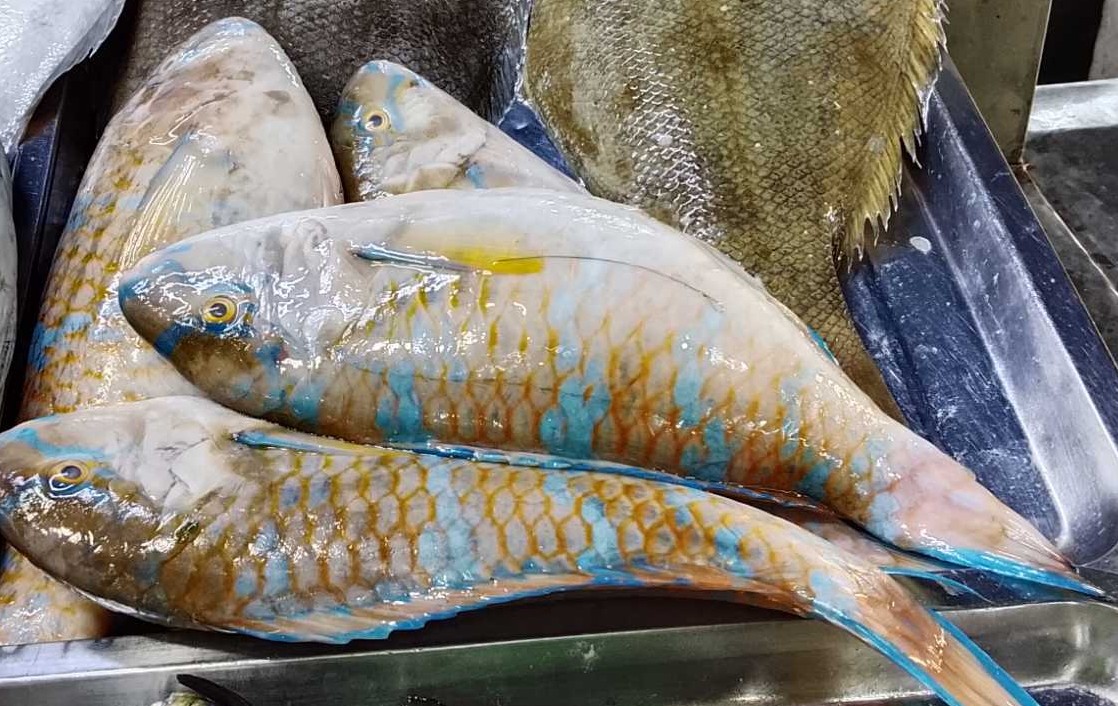 Parrot Fish