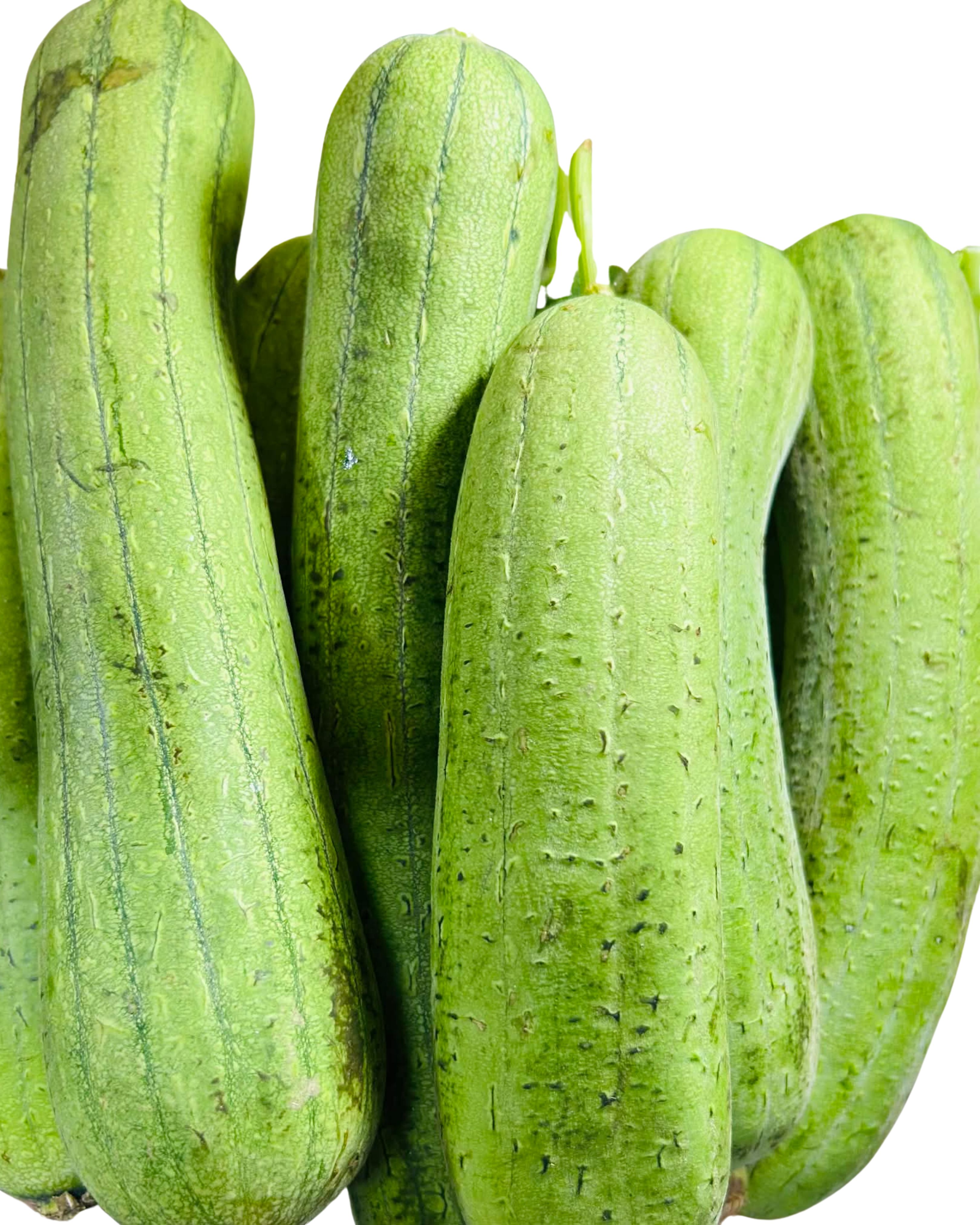 Patola