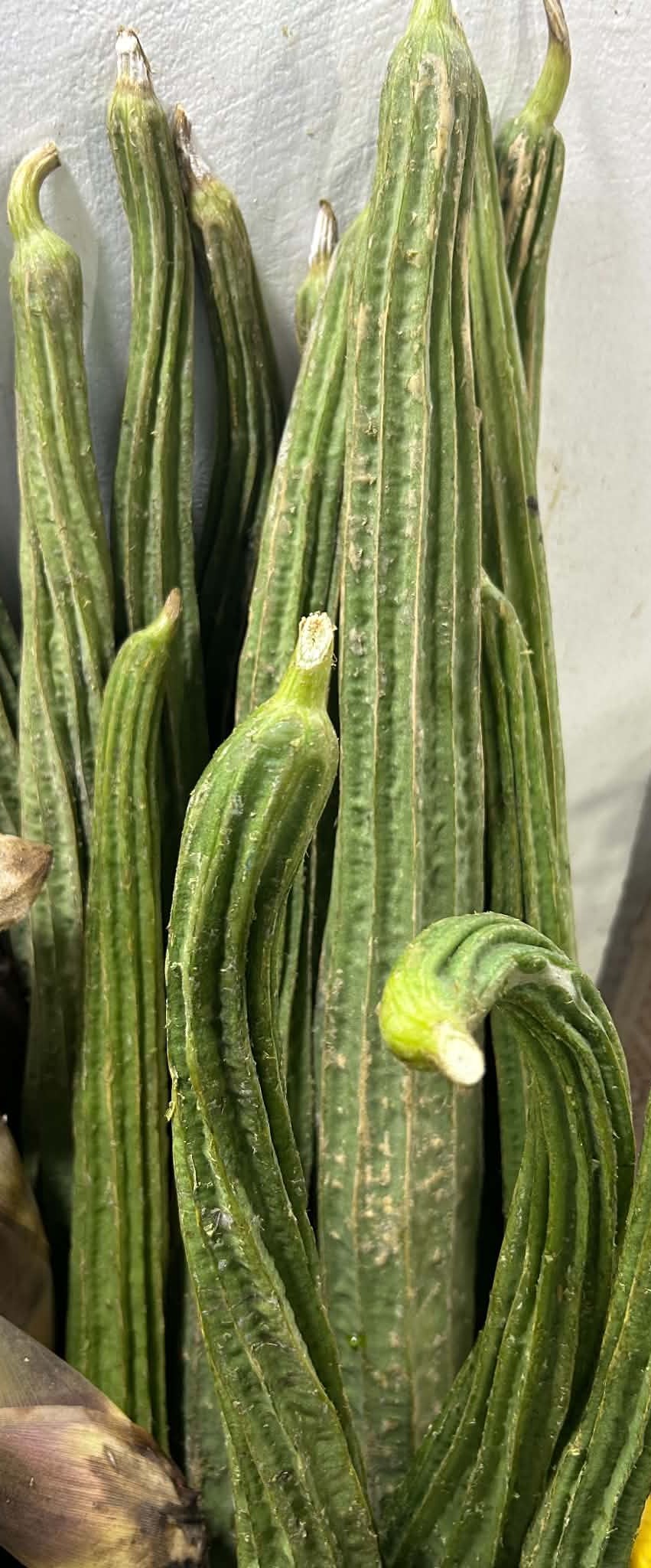 Patola Tagalog