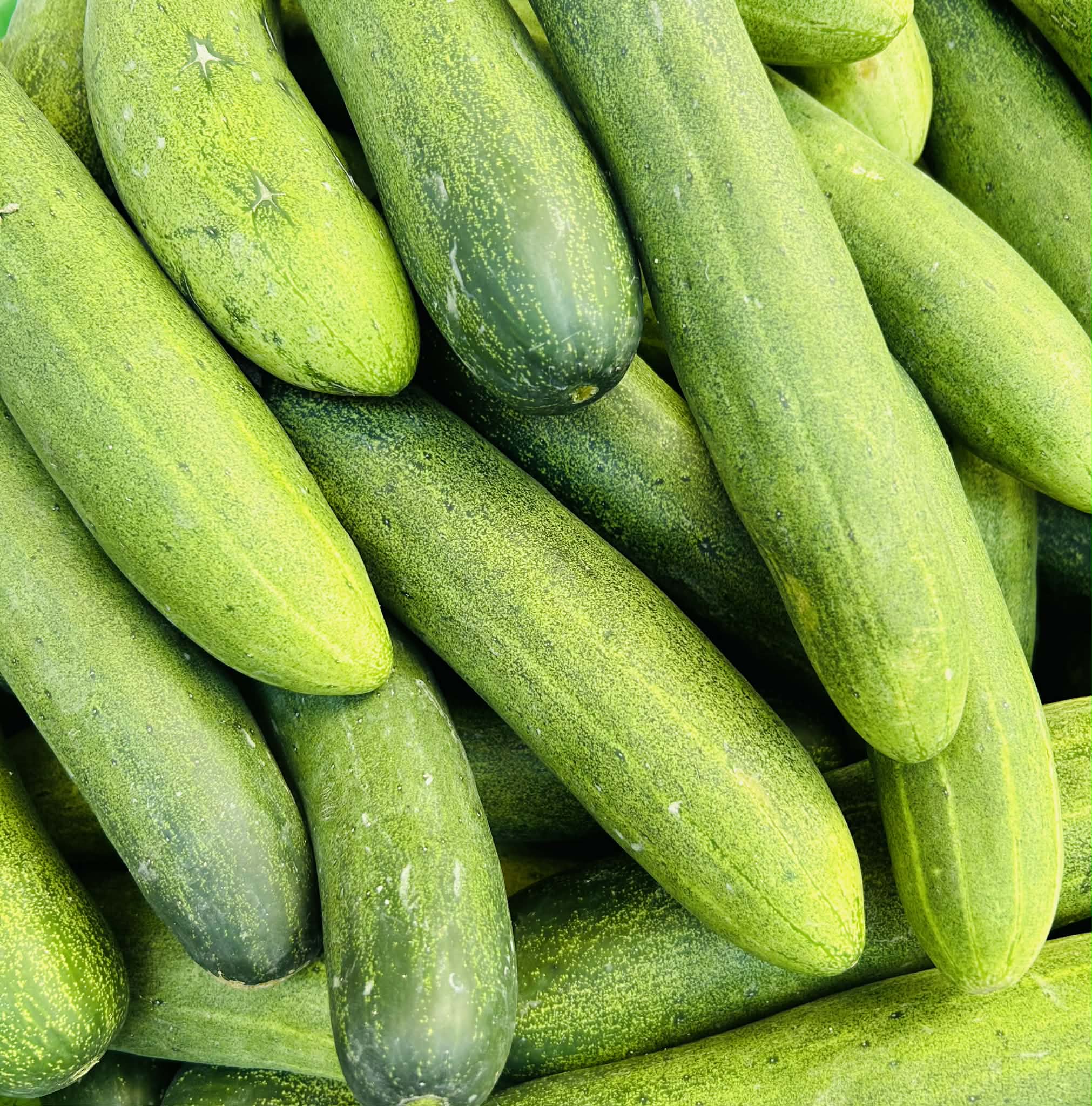 Pipino