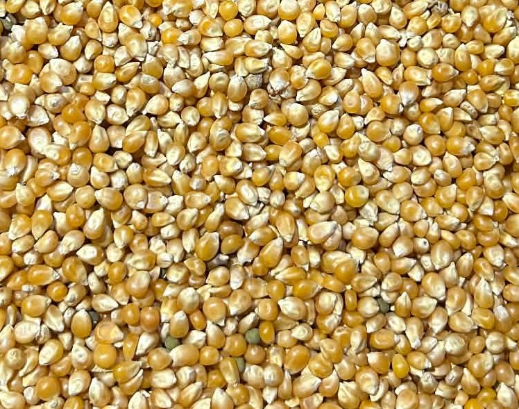 Popcorn