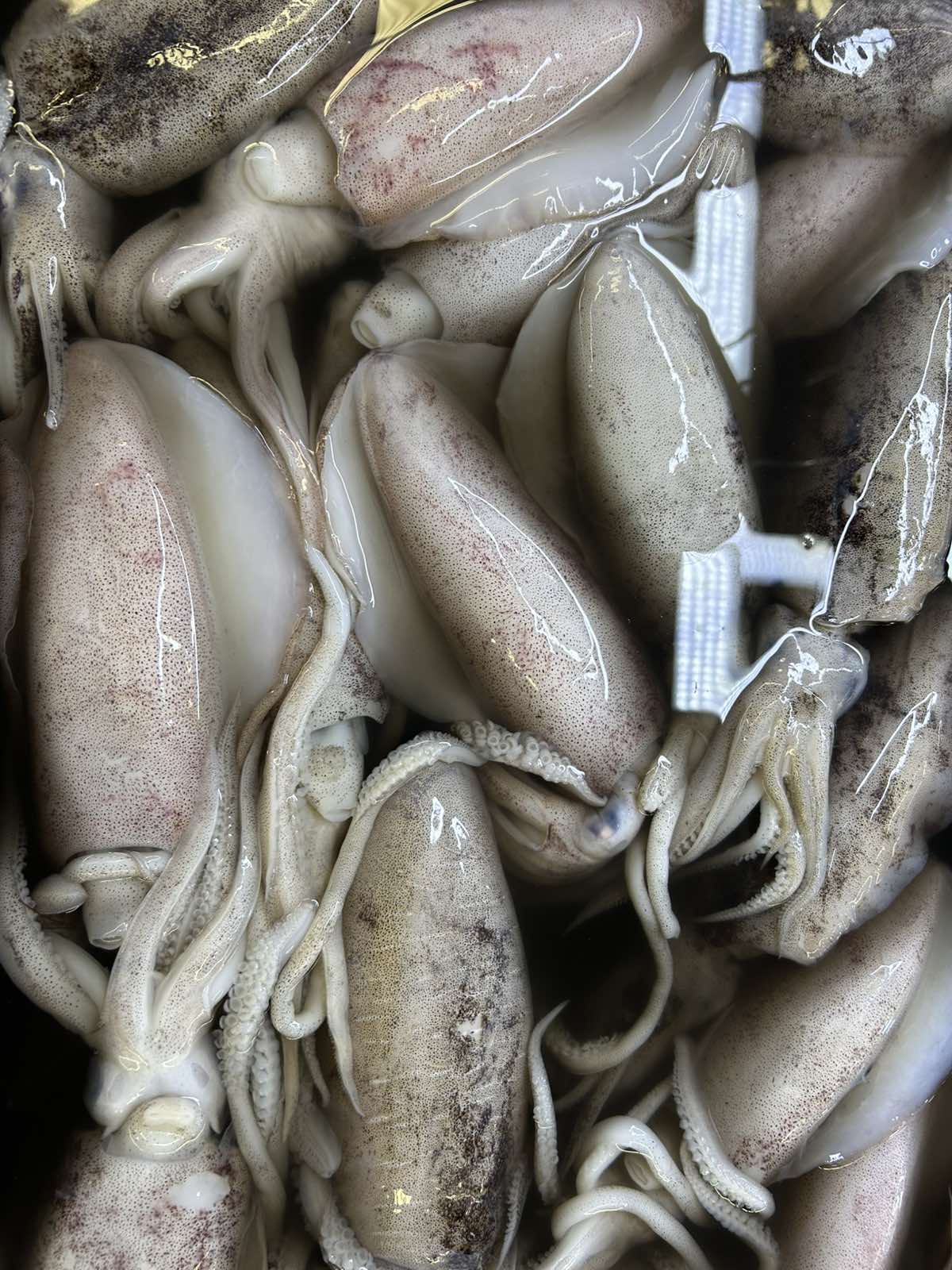 Pusit Lumot Big