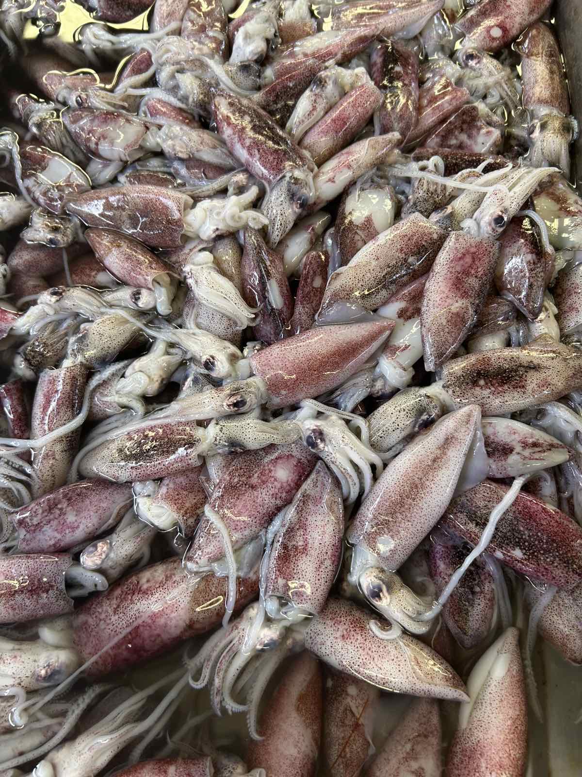 Pusit Small