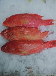 Red Lapu lapu