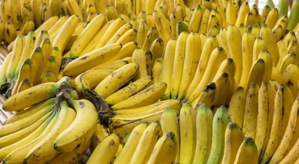 Saging Lakatan