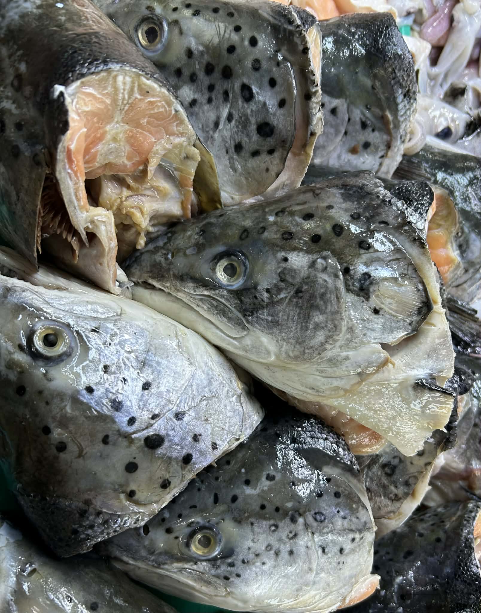 Salmon Head
