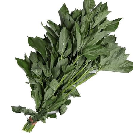 Saluyot