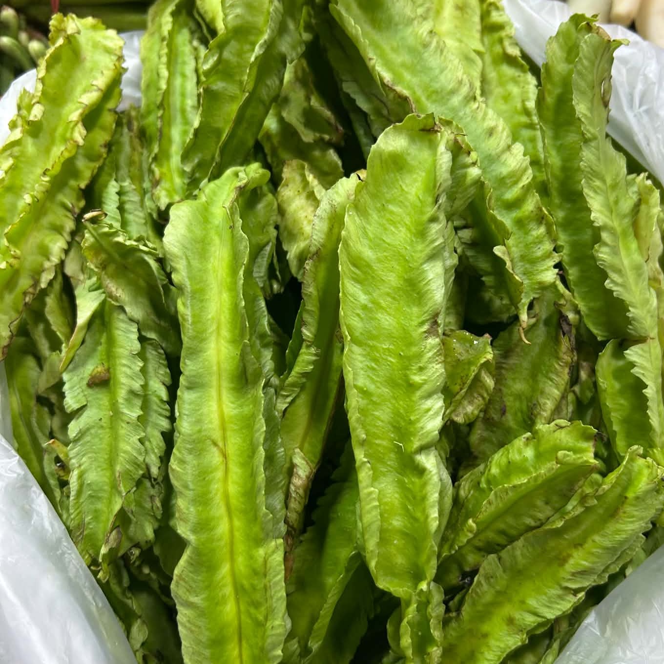 Sigarilyas