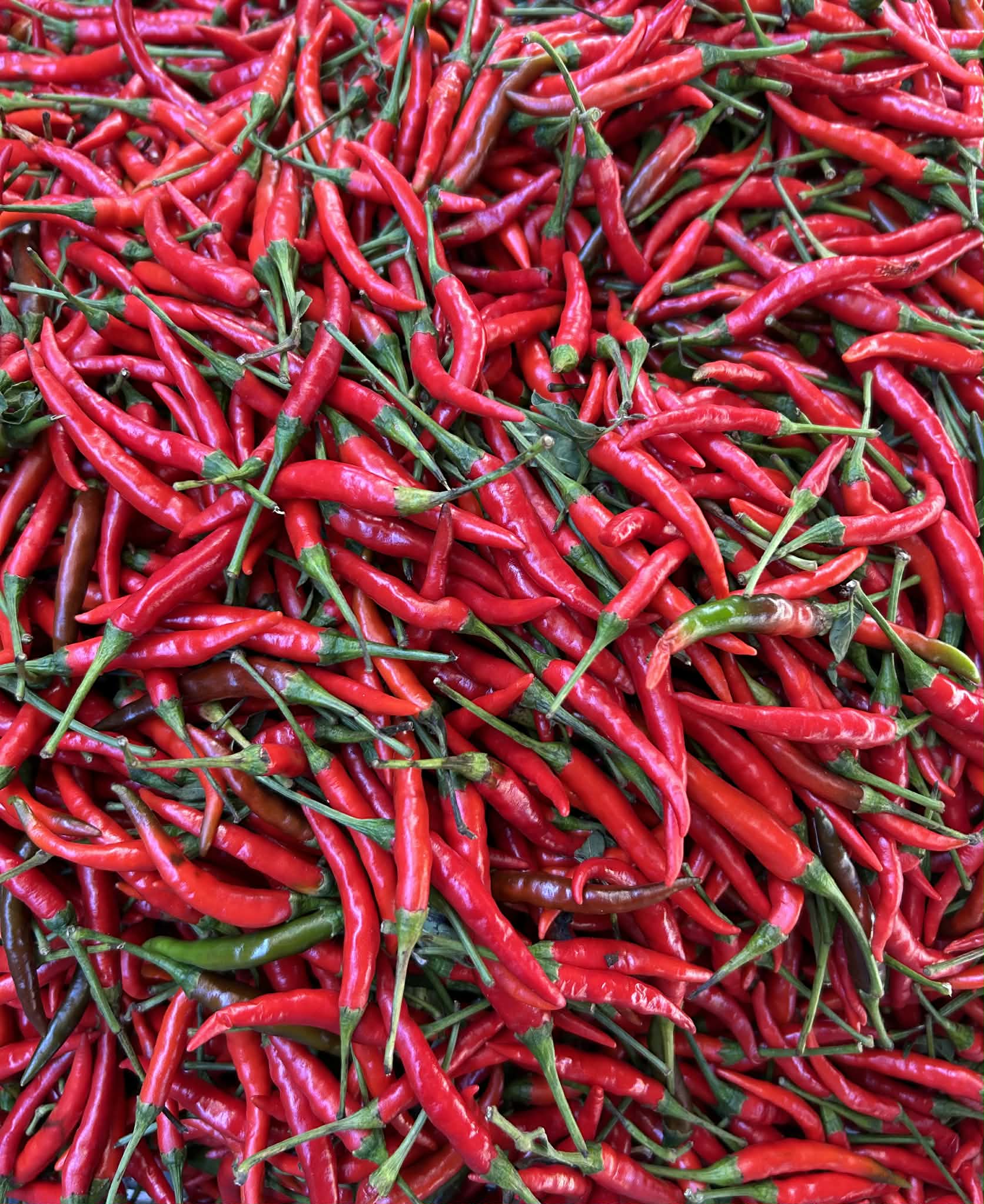 Sili Labuyo