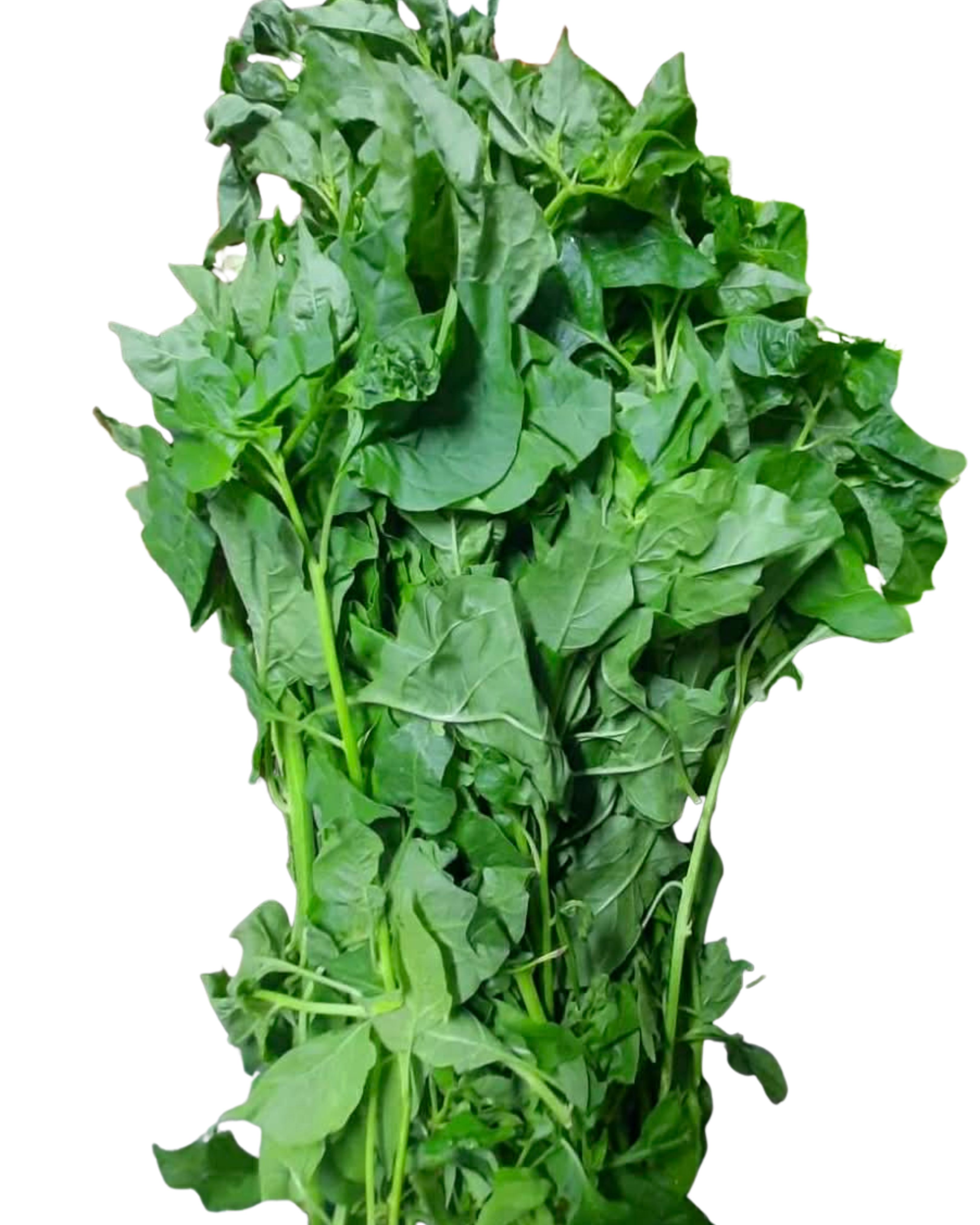 Sili Leaves