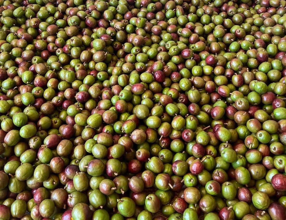 Sineguelas