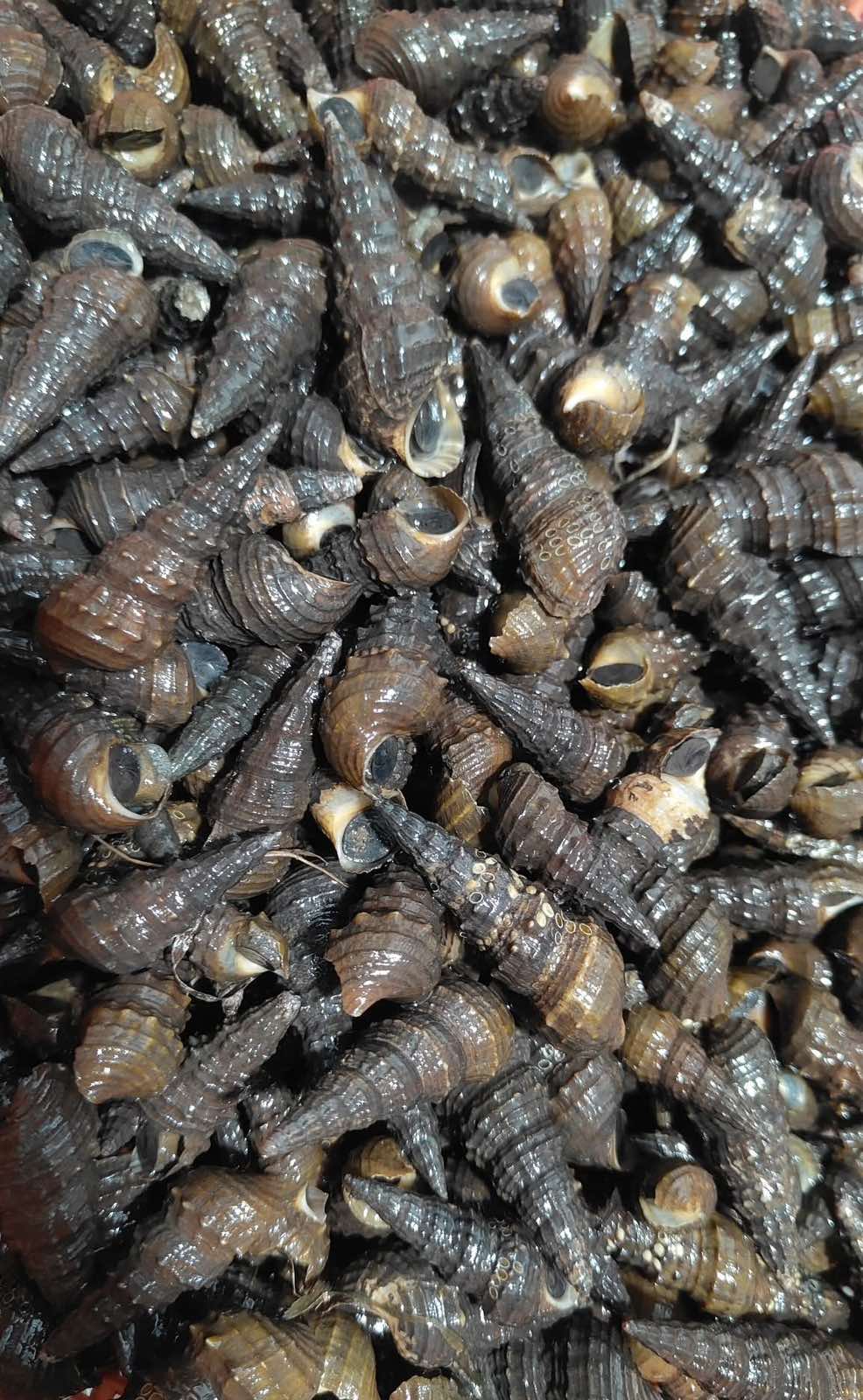 Snail (Pilipit)