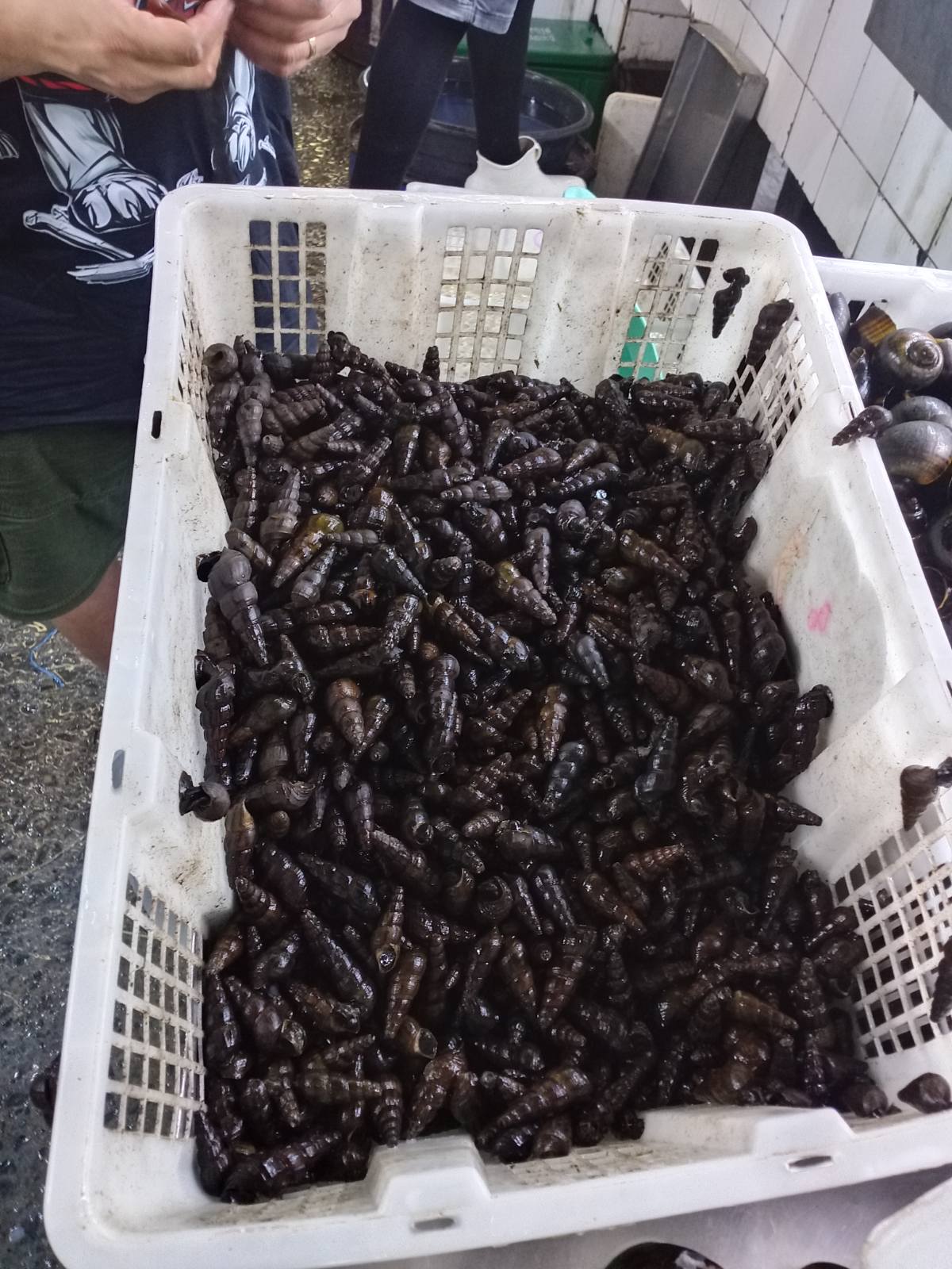 Suso pilipit