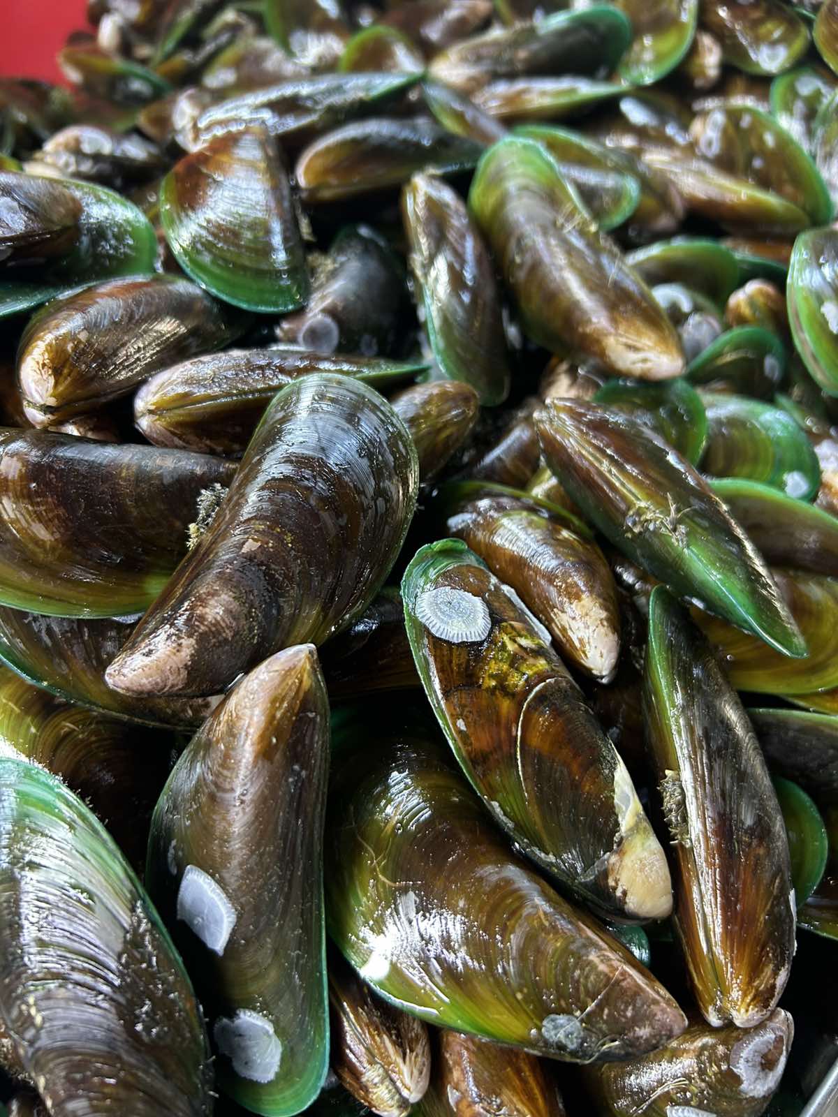 Tahong