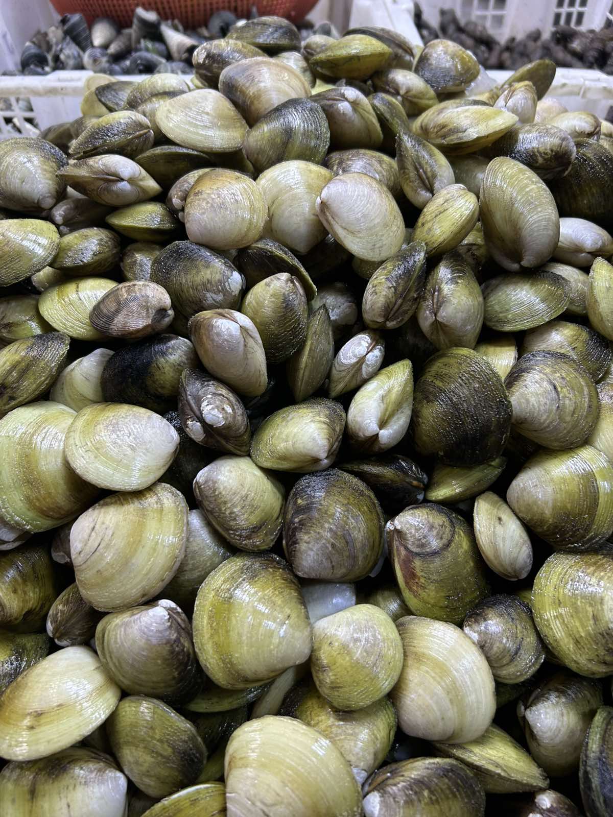 Talaba Oyster Meat (with shell)