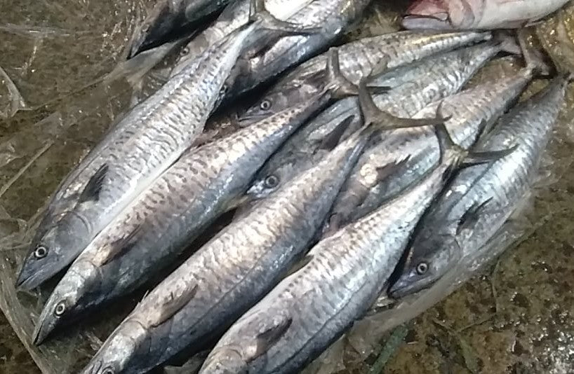 Tanigue
